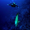 Красное море ноябрь 2008
