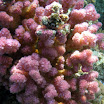 PB201592-1.JPG