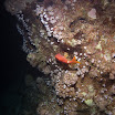 PB201642-h1.jpg
