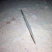 PB201656-1.JPG