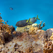PB201563-t.JPG