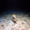 PB211761-t.JPG