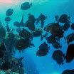 PB221822-t.JPG