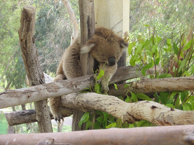 [a sleepy koala bear gan garoo 2[2].jpg]