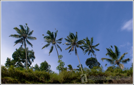 Nyiur 2