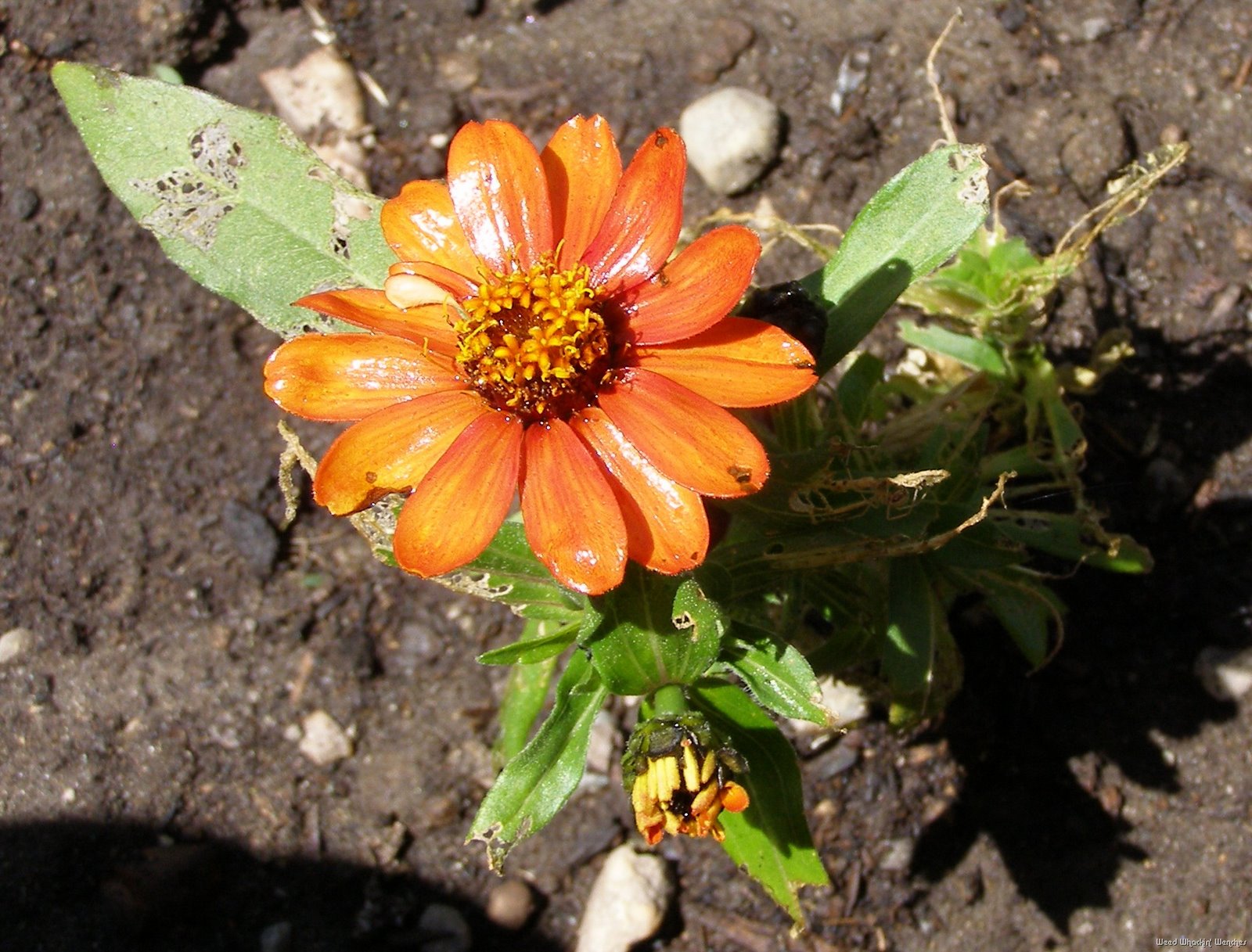[orange zinnia[3].jpg]
