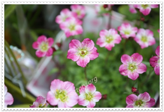 ดอกไม้ สีม่วง ดอกไม้เกาหลี