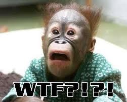 [monkey[6].jpg]