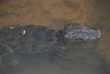 DSC_0013.JPG