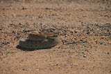 DSC_0154.JPG