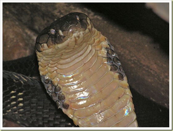 02 most poisonous animals in the world king cobra2 10 Binatang Paling Beracun Di Dunia
