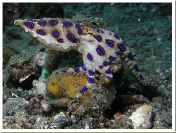 04 most poisonous animals in the world blue ringed octopus 10 Binatang Paling Beracun Di Dunia