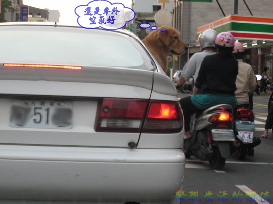 [dog_in_car02[2].jpg]