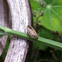 Common froghopper