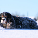 Snøbilder februar 2010