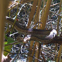 Garter snake