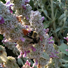 Lamb's Ear
