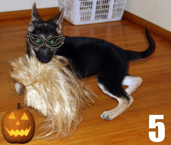 [halloween monterey 030[4].jpg]