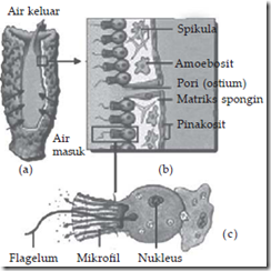 struktur tubuh porifera