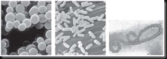 Eubacteria Eubacteria