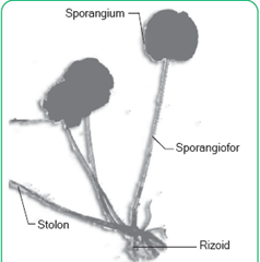 Rhizopus stoloniferus