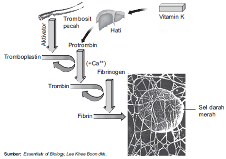 blood coagulation