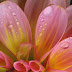 Wallpapers Windows 7