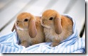 rabbit 1 desktop widescreen wallpaper