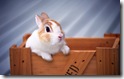rabbit 4 desktop widescreen wallpaper