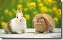 rabbit 11 desktop widescreen wallpaper
