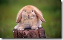 rabbit 13 desktop widescreen wallpaper