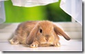 rabbit 30 desktop widescreen wallpaper