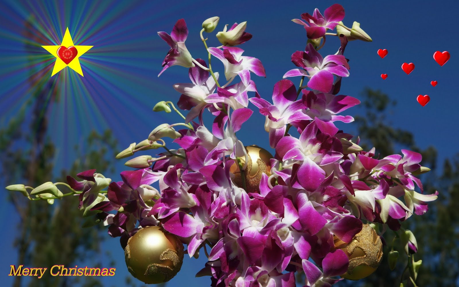 [christmas orchids widescreen wallpaper 1920 x 1200 desktop widescreen wallpaper[2].jpg]