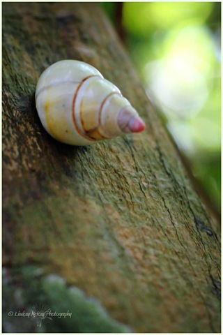 [Tree Snail[4].jpg]