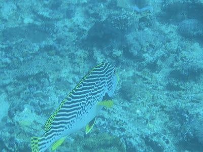  bali 2   wer einmal serientätet tätet immer wieder 
