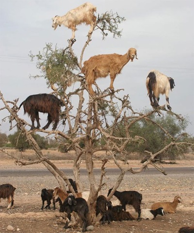 [tree goats[7].jpg]