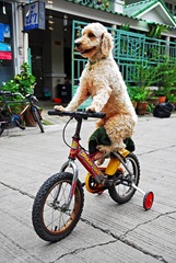 dog-on-bike dog-on-bike