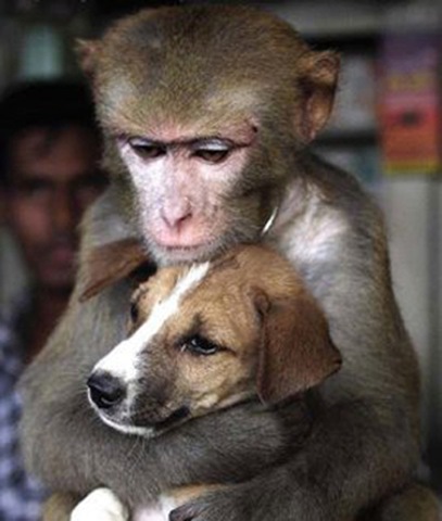 [monkey-hugging-dog[4].jpg]
