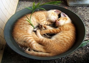 2 Cats in a flower pot