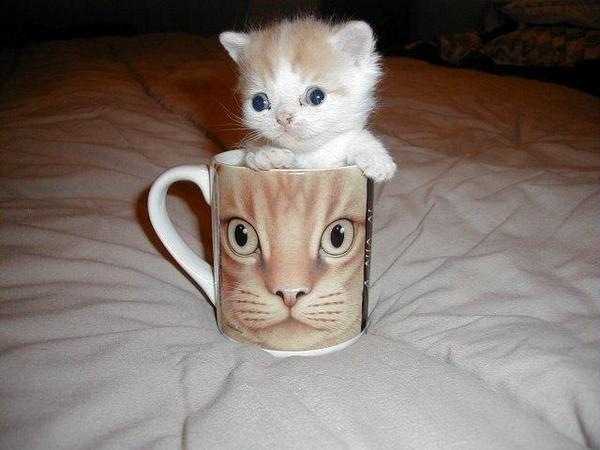 [cupofkitten4.jpg]