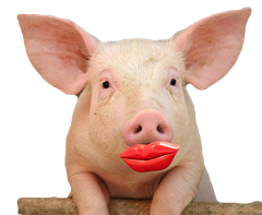 lipstickonapig3