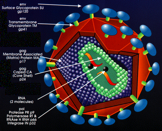 [virus24.gif]