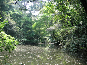 The grounds at the Tokyo Institute for Nature Study