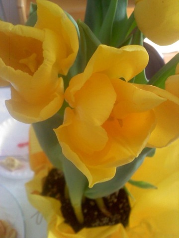 [flowers[2].jpg]