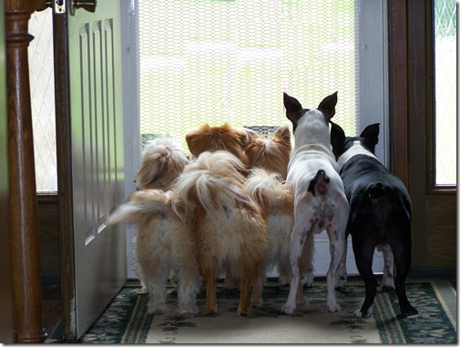 dogs