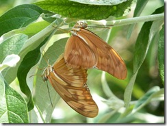twinbutterflies