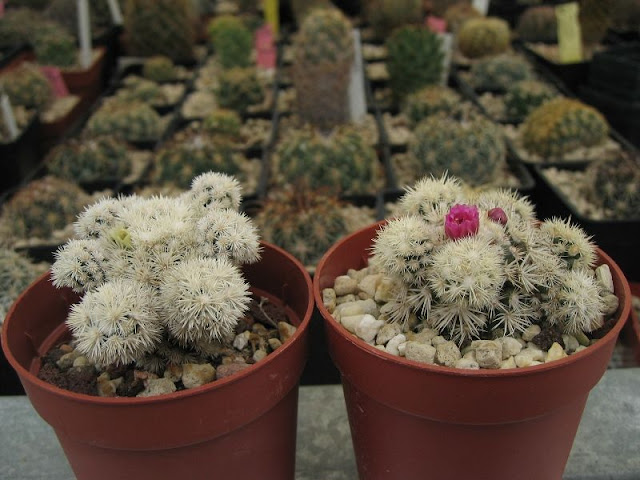 'Arizona Snowcap' IMG_4957