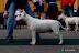Bullworld Cool Bull