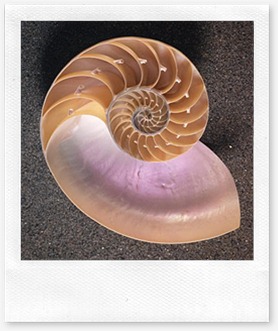 shell[1]
