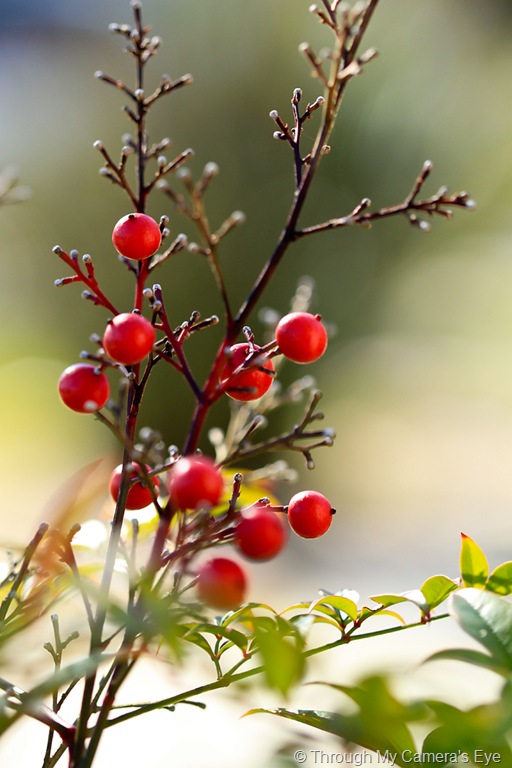 [red-berries[3].jpg]